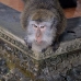 monkey_macaque_balinese_mf_ubud_v_1087_bal4805.jpg